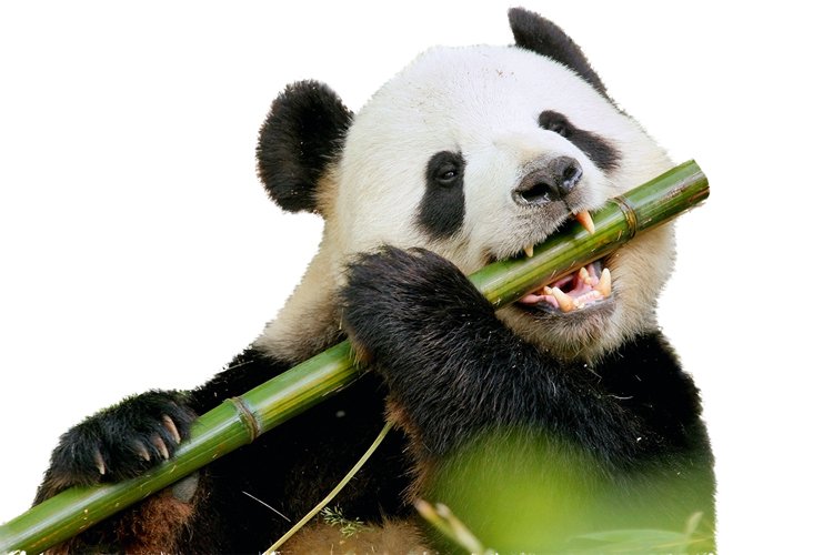 Panda je požíračem bambusu