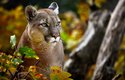 Puma americká obývá Severní, Střední i Jižní Ameriku