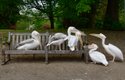 Lavičky v londýnském parku obsadili pelikáni