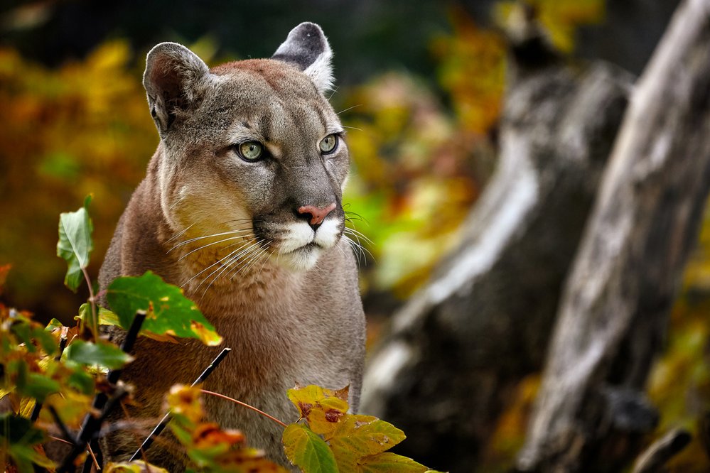 Puma americká obývá Severní, Střední i Jižní Ameriku