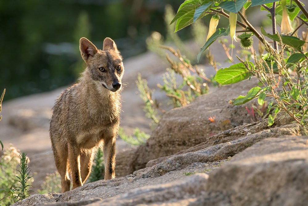 V parcích izraelského Tel Avivu se za pandemie místo lidí provětrávali šakalové