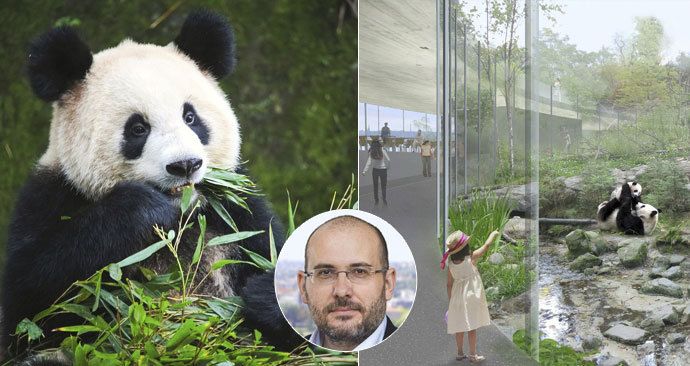 Pandy v pražské zoo zřejmě nebudou.