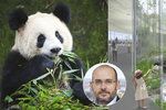 Pandy v pražské zoo zřejmě nebudou.