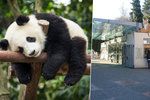 V pražské zoo vybudují areál pro pandy.