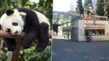 Pandy v pražské zoo na spadnutí: Radní posvětili výstavbu pandária