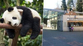 V pražské zoo vybudují areál pro pandy.