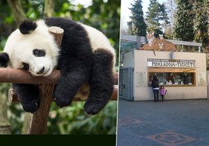 V pražské zoo vybudují areál pro pandy.