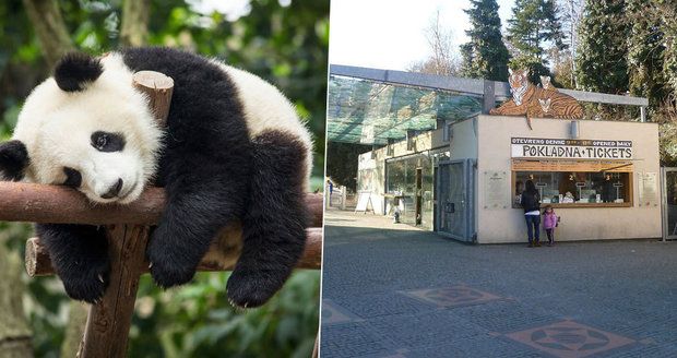 Pandy v pražské zoo na spadnutí: Radní posvětili výstavbu pandária