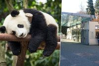 Pandy v pražské zoo na spadnutí: Radní posvětili výstavbu pandária