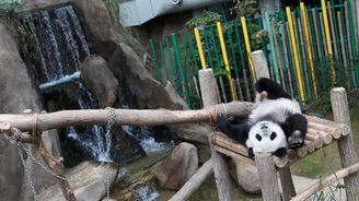 Nejznámější čínský chov pand velkých je obrovskou atrakcí pro turisty 
