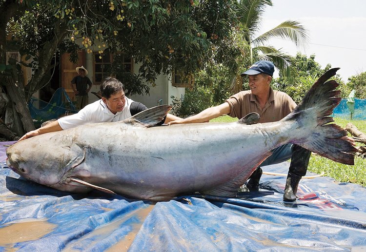 Kriticky ohrožený pangas velký (Pangasianodon gigas) z povodí Mekongu může být přes 3 m dlouhý a vážit až 300 kg