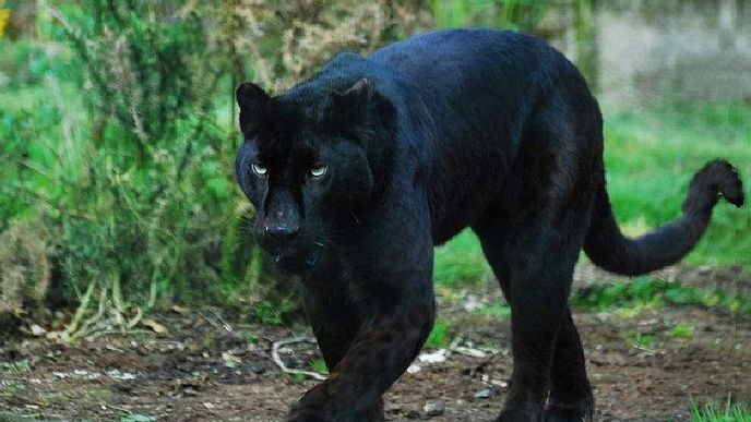 Černý panter z přírodní rezervace