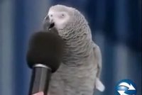 Tenhle papoušek umí úplně všechno