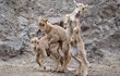 Paovce hřivnatá - Mláďata paovcí hřivnatých se narodila v Zoo Praha přímo na plošinách skalní stěny! Jsou velmi šikovná a od začátku jsou na skále jako doma. Domovinou paovcí je severní Afrika. Dospělí samci mívají rohy dlouhé až 85 cm. 