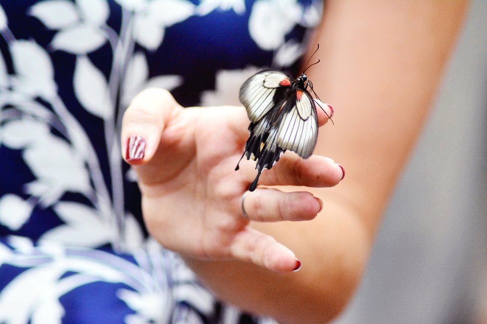 V motýlím domě objevíte na 40 druhů motýlů z celého světa.