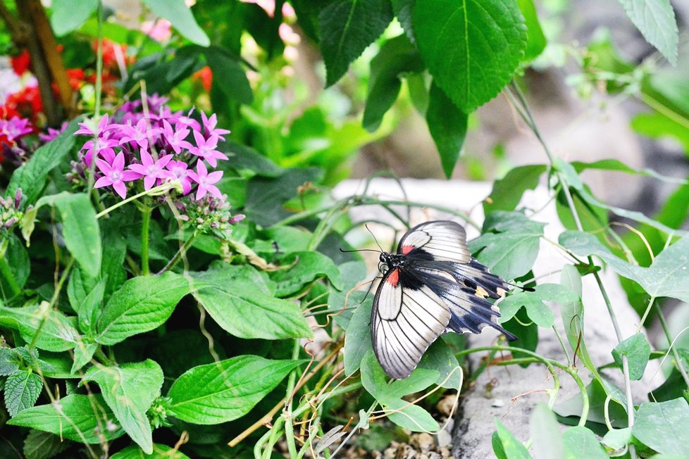 V motýlím domě objevíte na 40 druhů motýlů z celého světa.