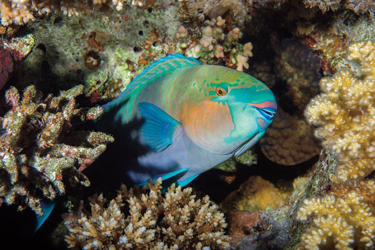 Býložravé „papouščí ryby“ ploskozubci okusují řasy, které svým růstem konkurují korálům