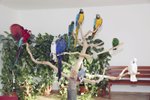 Jaké druhy papoušků lze chovat pohromadě?