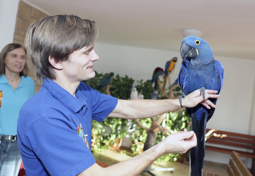 Vladislava Čarková a Pavel Klika chovají mnoho exotických papoušků, kteří jsou zruční hraví a kamarádští.