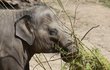 Tříletá sloní slečna Lakuna si hned dávku proutí uzmula pro sebe.