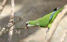 V Zoo Praha už rozdávali šťavnatou koledu: Papoušci mlsali nektar