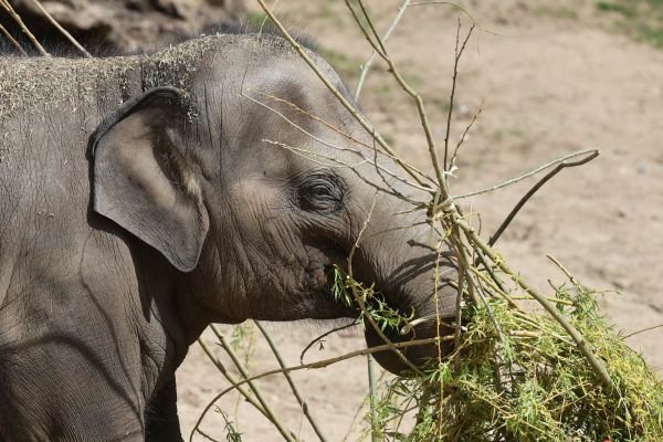 Tříletá sloní slečna Lakuna si hned dávku proutí uzmula pro sebe.