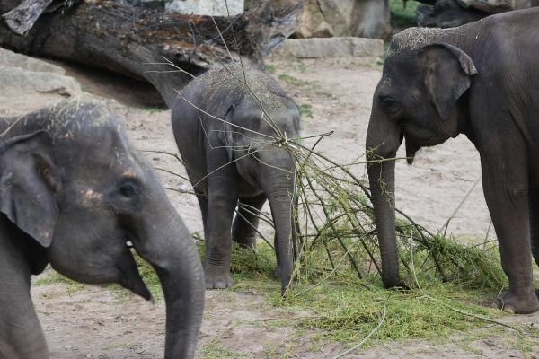 Jarní šťavnaté větvičky vykouzlily na tvářích slonů úsměv.