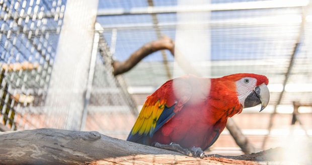 Unikátní papouščí zoo na Vyškovsku otevřela brány: Po zimě přibyla čerstvá mláďata