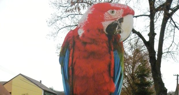 Vítejte v jedinečné papouščí zoologické zahradě v Bošovicích na Vyškovsku! Od března do 17.listopadu je zde otevřeno každý den