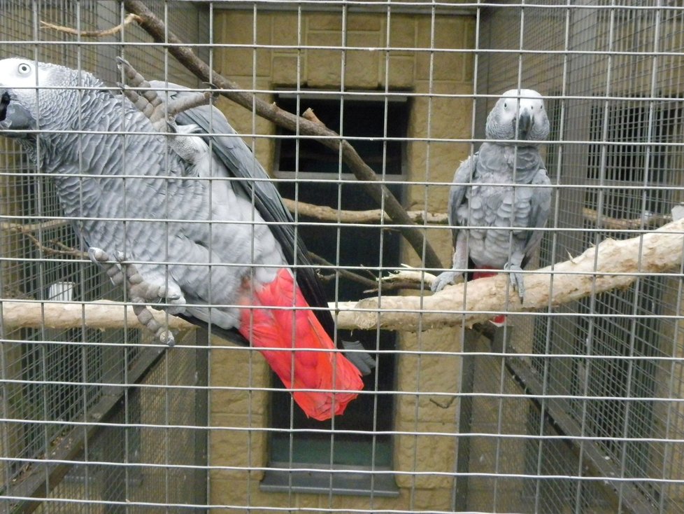 Papoušek šedý alias žako, původem ze střední Afriky