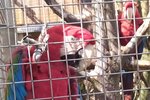 Zvědavý ara zelenokřídlý. Zoo v Bošovicích je otevřená až do 17. listopadu.