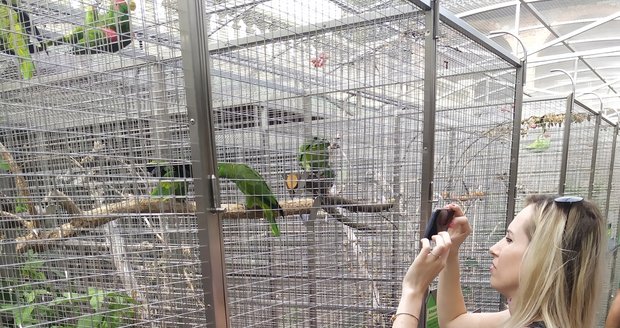 Po koronakrizi vzali návštěvníci papouščí zoo doslova útokem. Jen za červenec a srpen jich na Vyškovsko přijelo úctyhodných 30 tisíc.