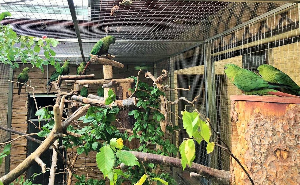 V Bošovicích chovají jako jediní v Evropě jihoamerické kogny smaragdové jižní. Letošní mláďata obohatí i Rákosův pavilon v pražské zoo.