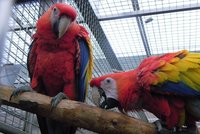 Porodní boom v papouščí zoo: Letos se tu vylíhlo už deset mláďat vzácných opeřenců
