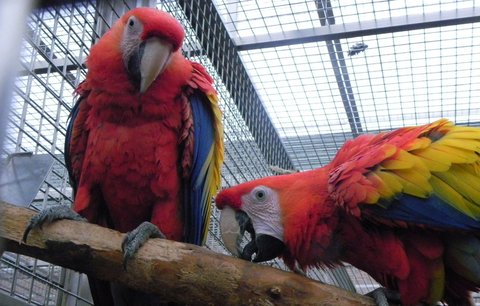 Porodní boom v papouščí zoo: Letos se tu vylíhlo už deset mláďat vzácných opeřenců