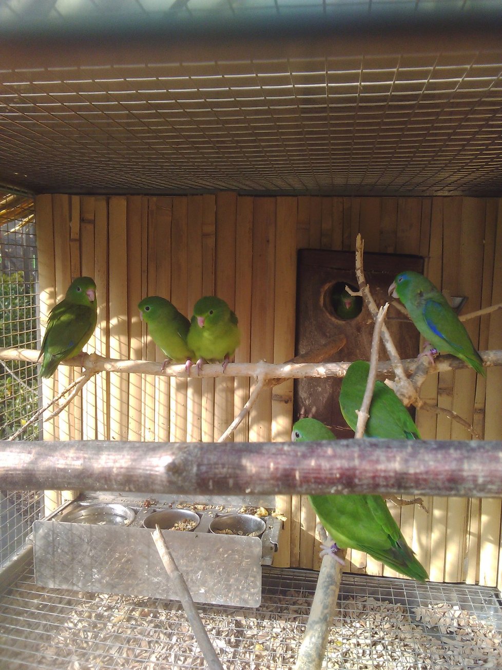 Letos přibyli do bošovické zoo i nejmenší papoušci na světě – papoušečci vrabčí a brýlatí.