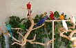 Focení s papoušky a show si můžete objednat na stránkách ara-kakadu.eu.