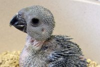 Unikátní odchov papoušků amazoňanů modrobradých v pražské zoo: Vylíhli se z pašovaných vajíček