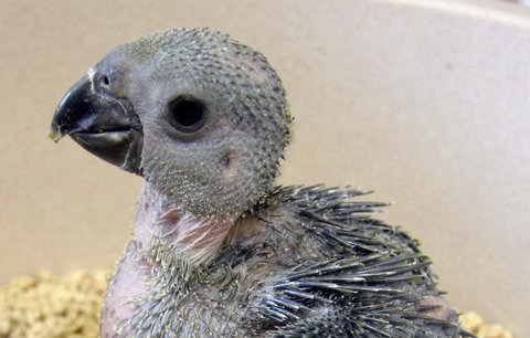 Unikátní odchov papoušků amazoňanů modrobradých v pražské zoo: Vylíhli se z pašovaných vajíček