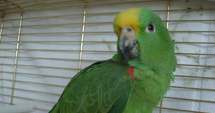 Amazoňan zelený má kroužek. Je to druh papouška chráněného mezinárodní úmluvou Cites.