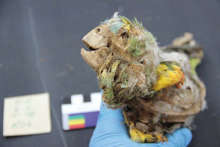 Mumifikovaný papoušek amazoňan modročelý s rozevřeným zobákem