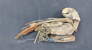 Mumie papoušků: Svědci ptačího putování 