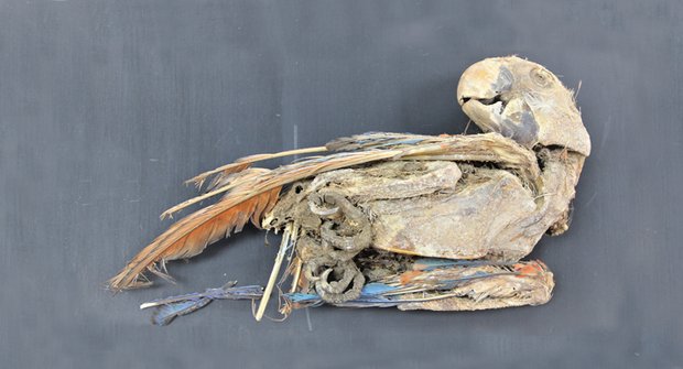 Mumie papoušků: Svědci ptačího putování