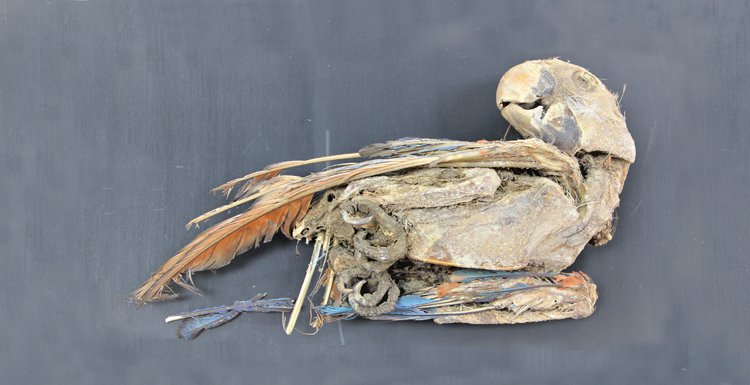 Mumie papouška ara arakanga ze severu Chile