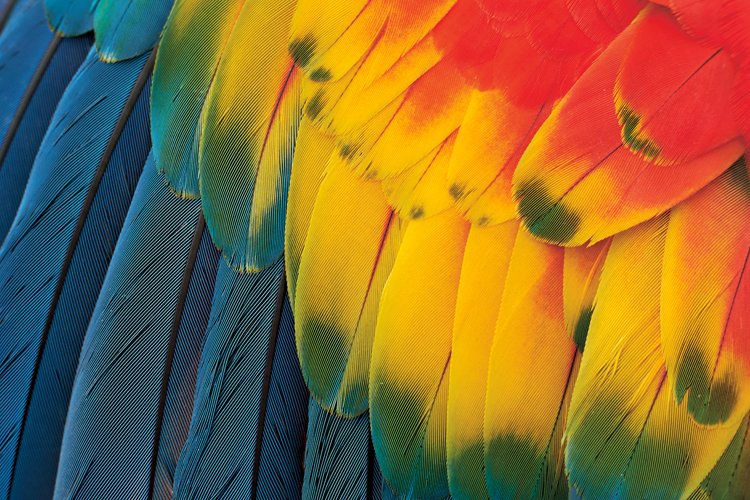 Tropický papoušek ara arakanga (Ara macao) je i dnes ohrožen obchodem se zvířaty