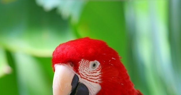 Pestrobarevní papoušci leckomu učarují.