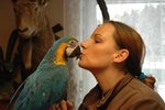 Ara patří mezi neupovídanější papoušky.