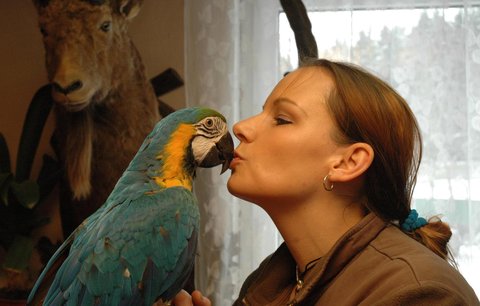 Jak naučit mluvit papouška? Hlavně před ním nepomlouvejte  tchýni!