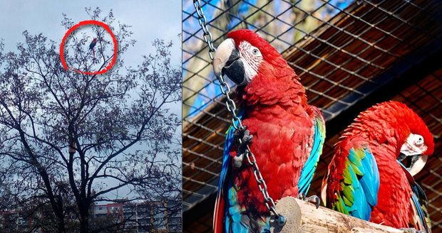 V Bohnicích se místo pejsků venčí papoušci.