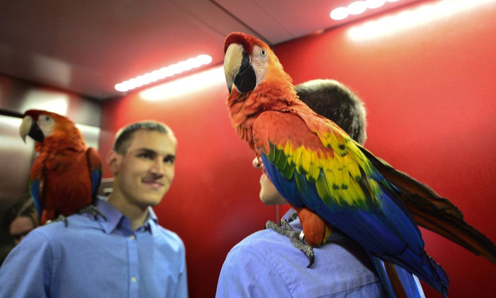 Elišku z čeledi Ara arakanga je nemožné přehlédnout. Obzvláště když s ní vyjde její chovatel mezi lidi.